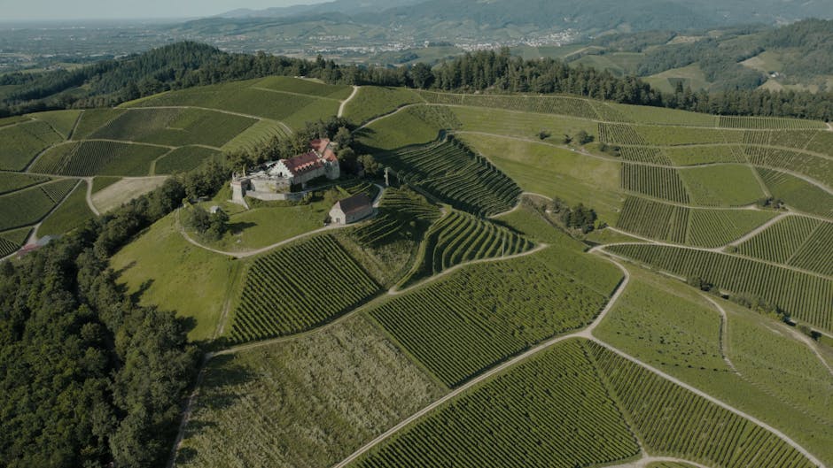 Castello Banfi vineyards aerial view summer