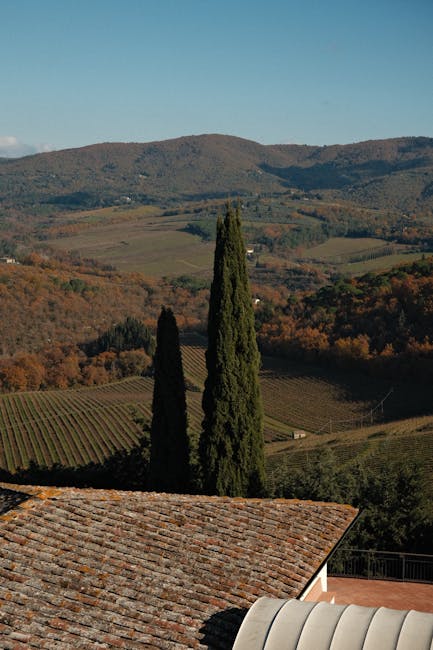 Chianti vineyard rolling hills afternoon