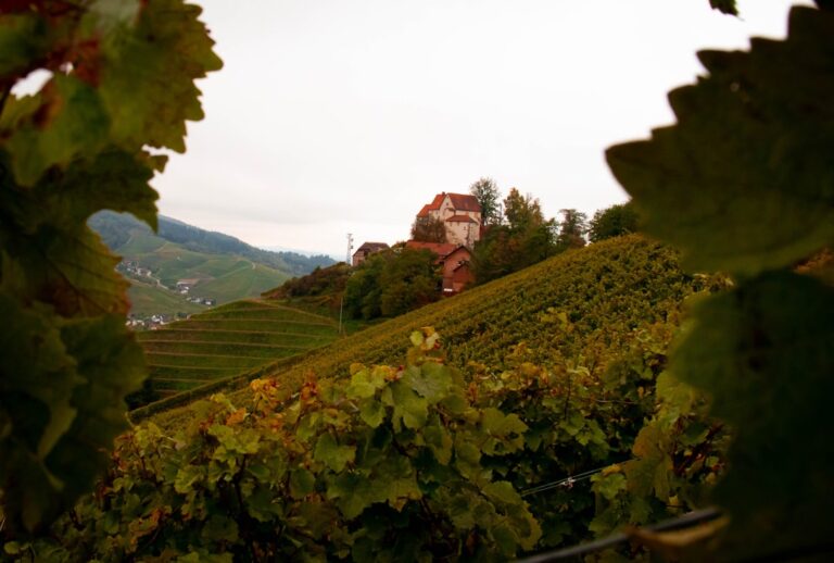 Excursions vinicoles d une journ Sienne travel tourism landmark