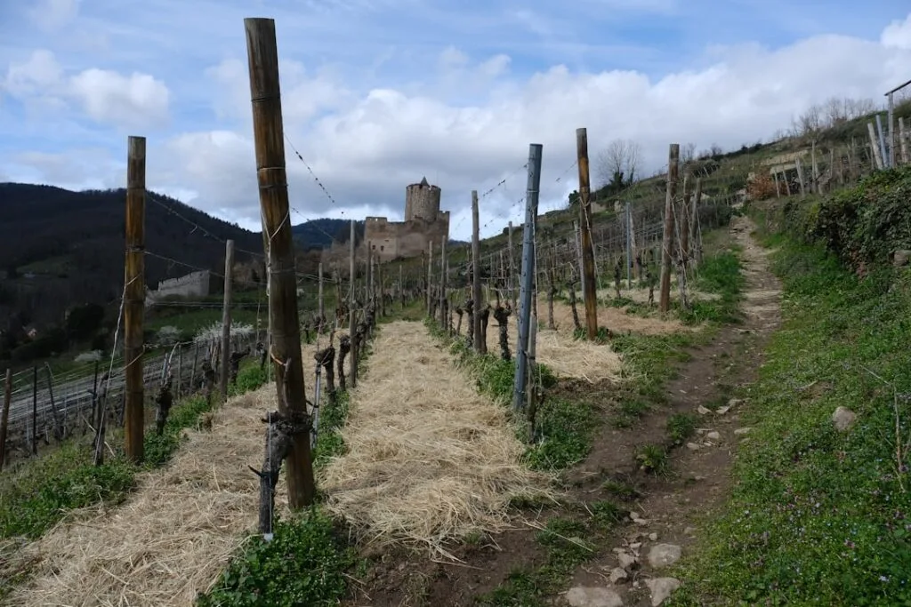 Vignoble en rangées avec château fort en arrière-plan près de Sienne.