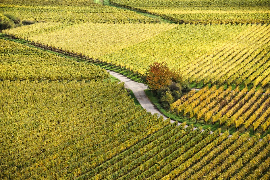 Poggio di Sotto vineyard row autumn vines
