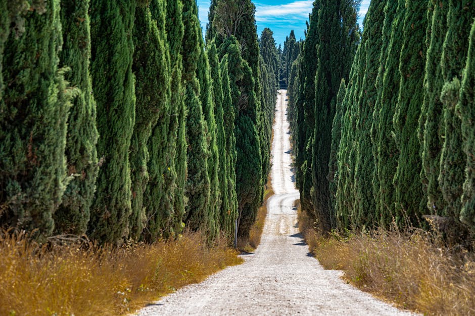Tuscan countryside cypress lined road late afternoon