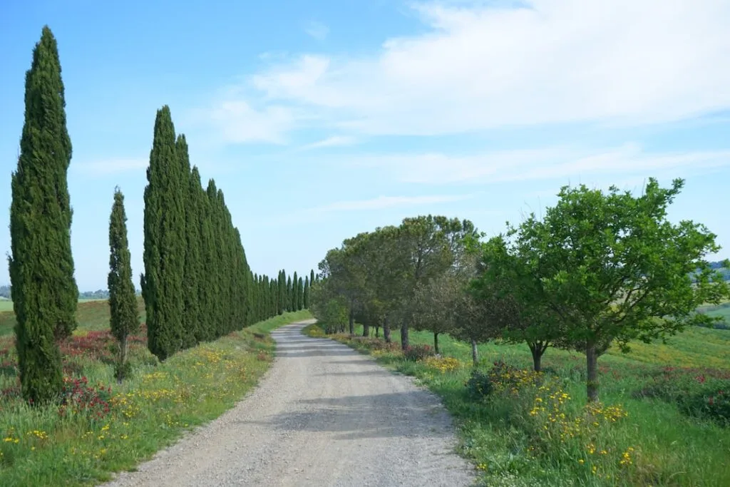 Allée de terre bordée de cyprès près de Sienne, fleurs sauvages.