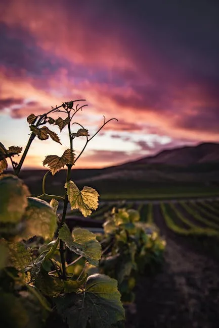 Feuillage de vigne au premier plan, coucher de soleil sur Montalcino