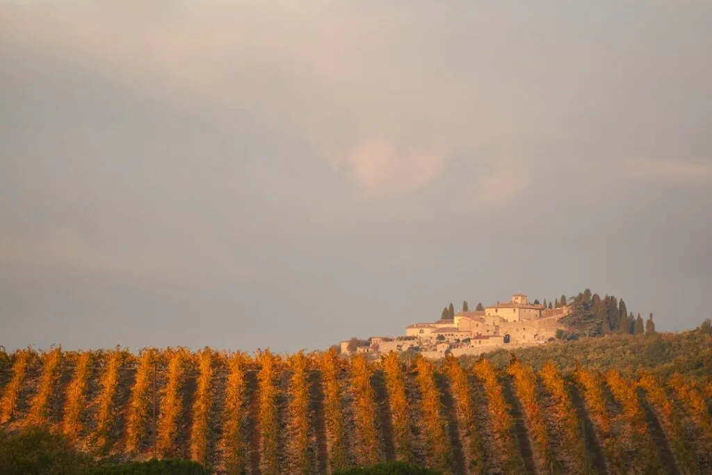 Vignes dorées en rangées face au village perché de Montepulciano