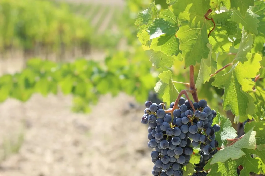 Grosse grappe de raisin noir sur pied de vigne dans le Chianti