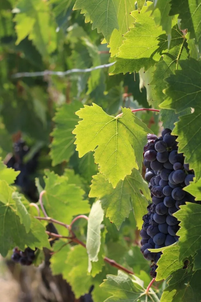 Raisins noirs accrochés à la vigne du Chianti près de Sienne