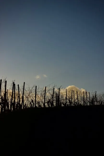 Chianti Classico vineyard sunset view