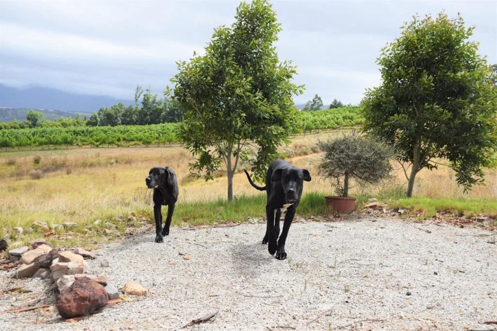 Deux chiens noirs marchant dans un champ près de Sienne