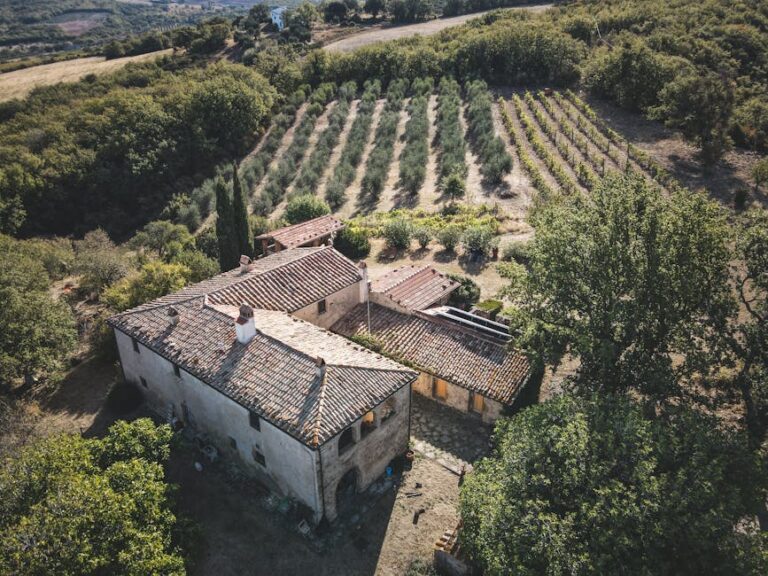 Olive grove Siena sunrise