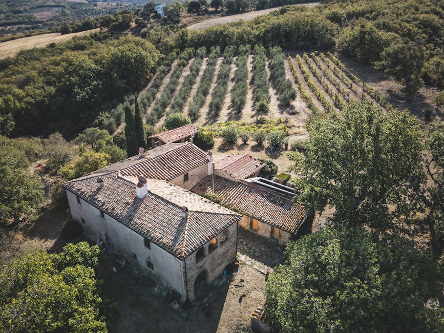 Olive grove Siena sunrise